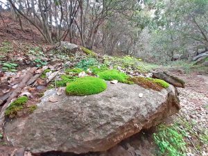 Bosque esclerófilo de la Región Metropolitana