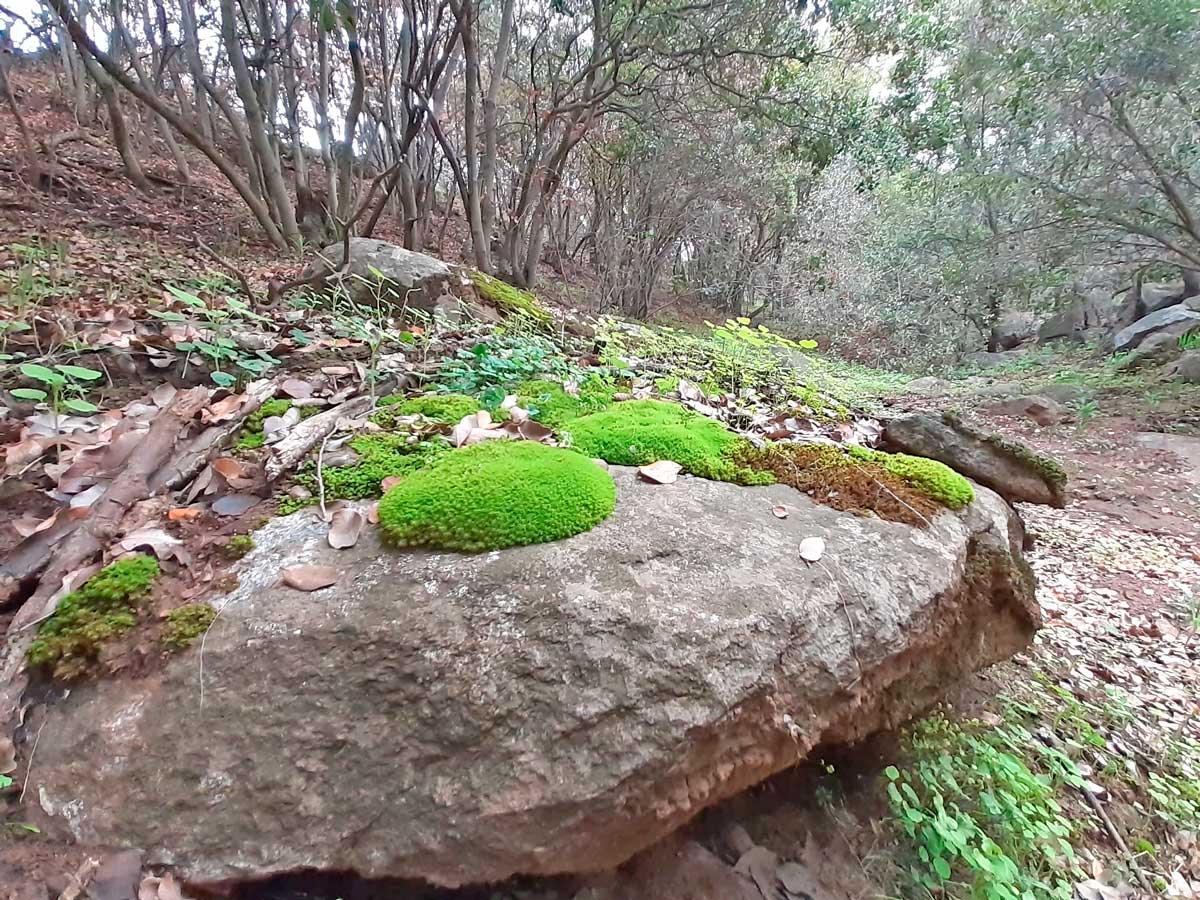 Bosque esclerófilo de la Región Metropolitana