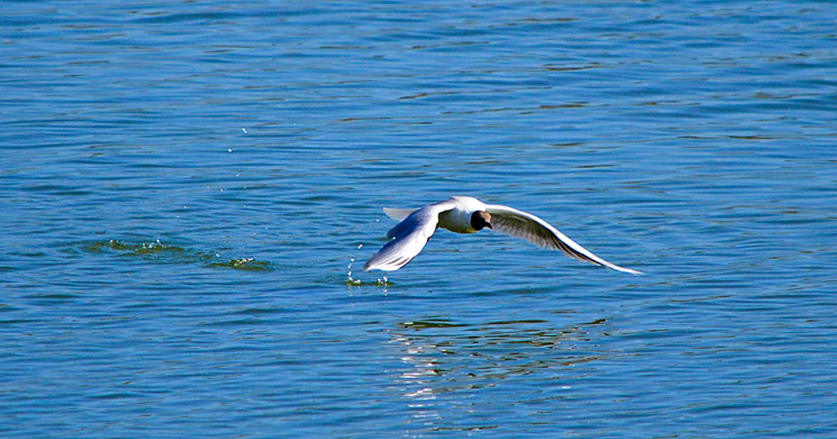 De Maipú al paraíso costero: Escápate a Cabaña Marquesana en Bucalemu 2 Ave en el Humedal de Bucalemu